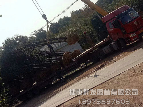 20公分香樟，多桿香樟發(fā)車-(2)